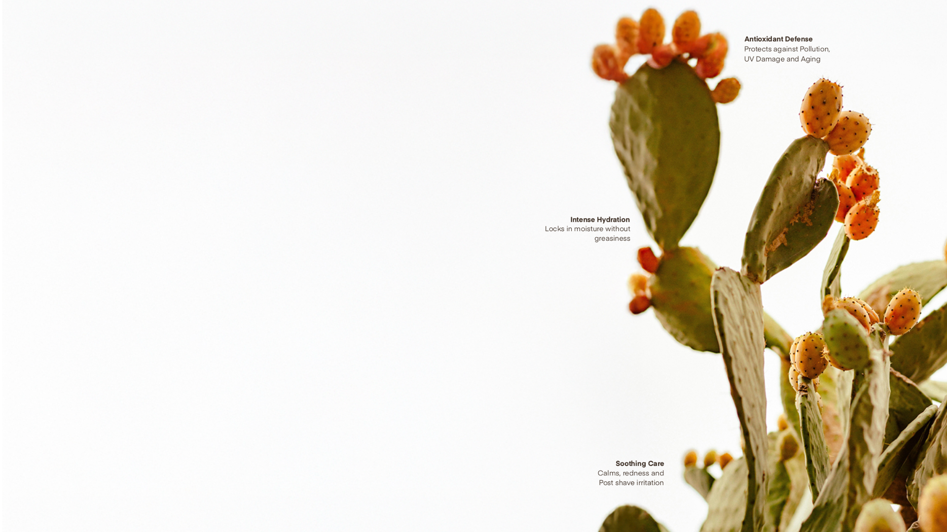 Close-up of cactus plants with vibrant orange fruits, representing intense hydration, natural resilience, and skin protection benefits offered by Numanz skincare products.